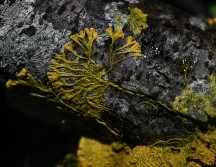 "Blob": qué es el misterioso organismo con 720 sexos y sin cerebro