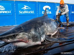 De acuerdo con estudios, los tiburones 