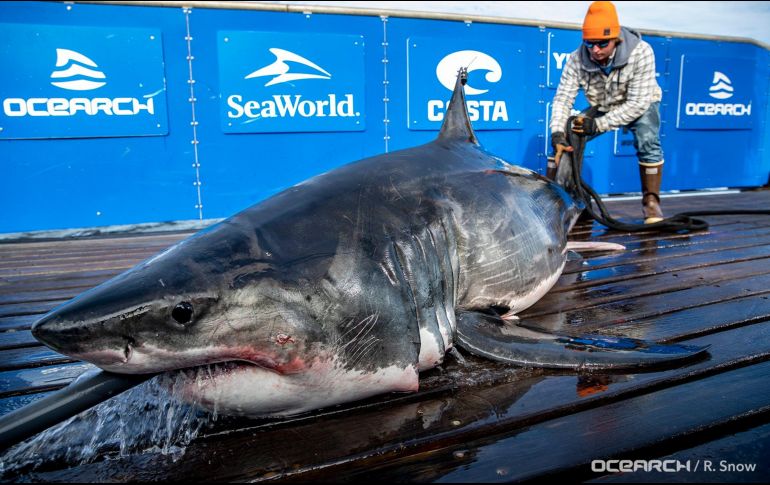 De acuerdo con estudios, los tiburones 