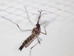 La Secretaría de Salud nebulizará durante todo el año, pues el frío no elimina el mosquito. AFP/E. Santelices
