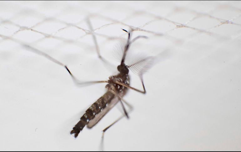 La Secretaría de Salud nebulizará durante todo el año, pues el frío no elimina el mosquito. AFP/E. Santelices