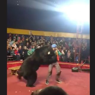 Oso de circo ataca a su entrenador en pleno show en Rusia
