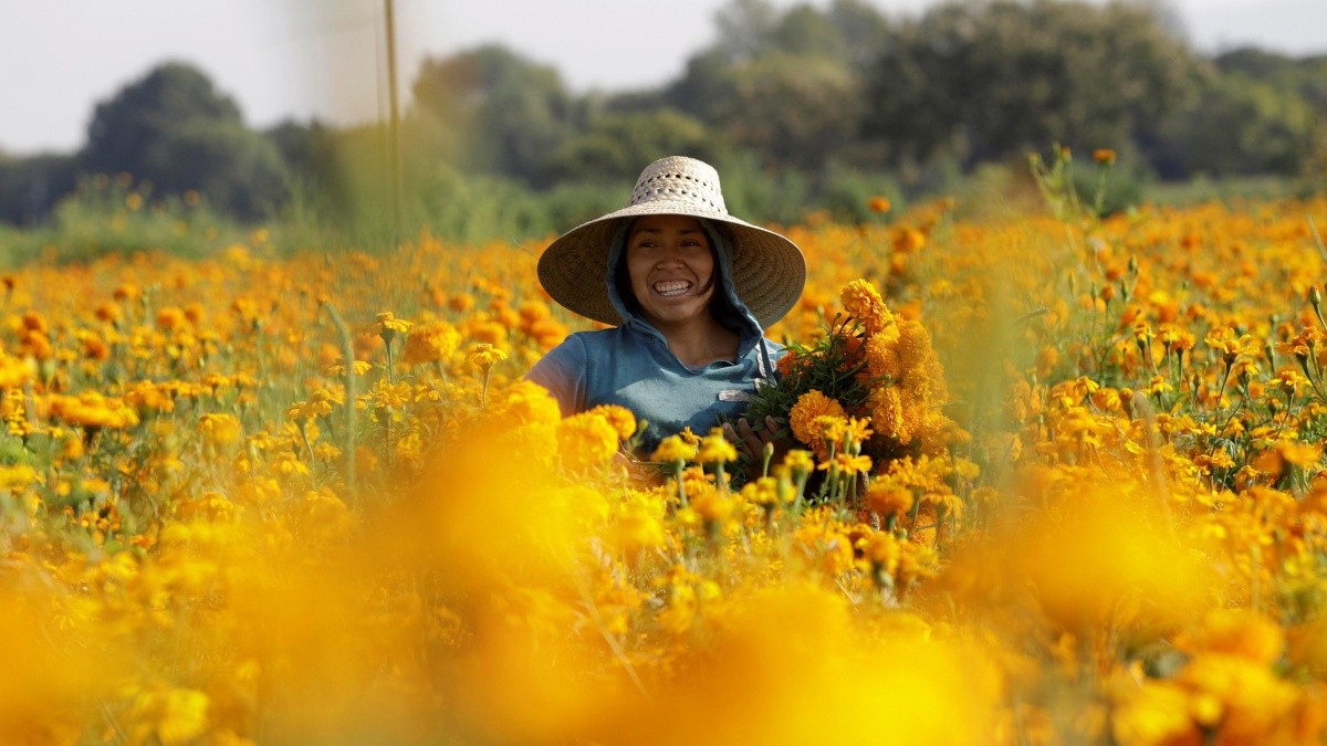 Cempasúchil, un negocio que florece el Día de Muertos | El Informador