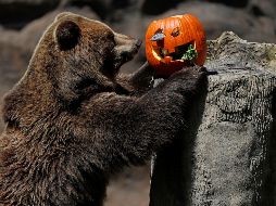 Los guias pusieron calabazas naranjas rellenas de comida a los animales. EFE / E. Biba