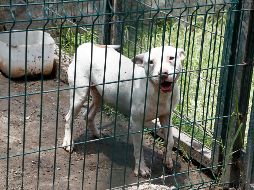 Indican que los derechos de los animales deben garantizarse en la ley, tal como se hace con los derechos de las personas. EL INFORMADOR/ARCHIVO