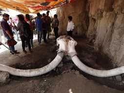 Hallan restos de 14 mamuts en Tultepec