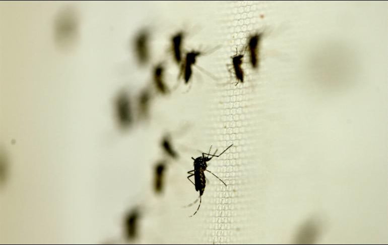 Jalisco también mantiene el primer lugar con casos graves de dengue, y en defunciones en estudio. EL INFORMADOR / ARCHIVO