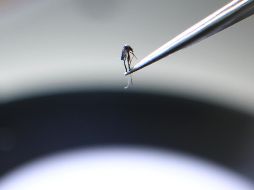 El virus del dengue habitualmente se trasmite a través de la picadura de un mosquito y es endémica en varios países de América, el sudeste asiático y África. AFP/ARCHIVO