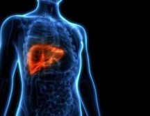 El hígado es el órgano más grande del cuerpo humano. GETTY IMAGES