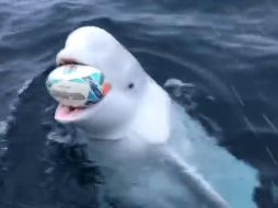 En la grabación se ve que un hombre le avienta un balón desde su embarcación y el cetáceo se lo devuelve. ESPECIAL