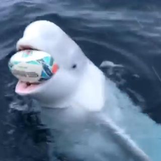 Captan a una ballena beluga jugando con el balón de un marinero
