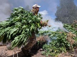 La FGR en Jalisco indicó que fueron recabadas muestras representativas, que fueron puestas a disposición del representante público federal. AFP / ARCHIVO