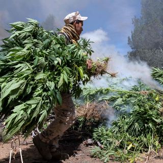 Destruyen más de 132 mil plantas de mariguana en Talpa de Allende