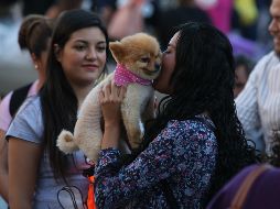 Si bien no son letales, los besos de mascotas pueden provocar diferentes síntomas. EL INFORMADOR / ARCHIVO