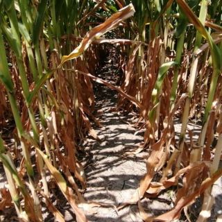 Aprueban 10 MDP para pagar daños a cultivos