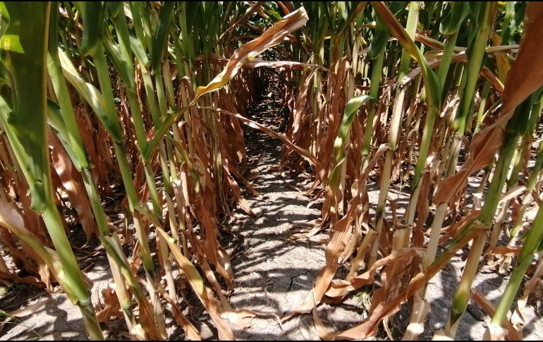 Además, se tienen en proceso de evaluación los daños que se tuvieron por sequía en varias regiones del estado. ESPECIAL