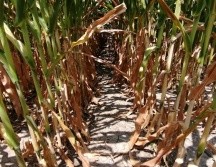 Además, se tienen en proceso de evaluación los daños que se tuvieron por sequía en varias regiones del estado. ESPECIAL