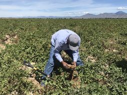 El crecimiento anual es impulsado sobre todo por el sector agropecuario. EFE/ARCHIVO