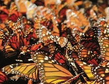 Desde el pasado 16 de noviembre y hasta el próximo 31 de marzo de 2020, los bosques de oyameles y pinos en Michoacán se llenarán de color naranja gracias a estos insectos. CORTESÍA / EME MEDIA