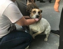 México es el primer país en recibir la validación de la OMS por la erradicación completa de la rabia transmitida por perros. GETTY IMAGES