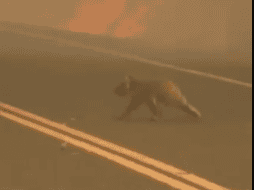 El koala fue llevado a un santuario, donde se recupera. TWITTER / @CBSMiami