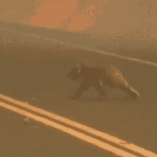 Captan en video cómo mujer rescata a koala de incendio en Australia