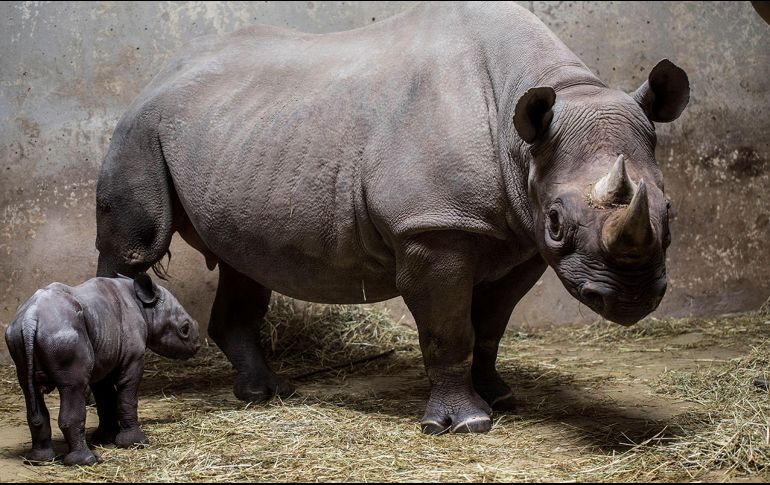Los rinocerontes por mantener sus poblaciones a flote, pero son amenazadas por la degradación de su hábitat a causa de especies invasoras y desastres naturales. EFE / ARCHIVO