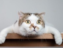 A los gatos siempre parece haberlos acompañado la mala fama. GETTY IMAGES