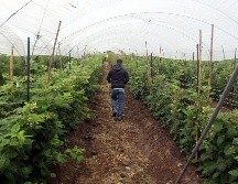 México, líder productor de alimentos como los berries, tiene la ventana de octubre hasta mayo para comercializar el producto en el extranjero. EL INFORMADOR / ARCHIVO