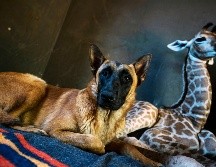 El perro Hunter, que vigila el orfanato, rápidamente comenzó a cuidar a Jazz, de nueve días de nacido. AP/D. Farell