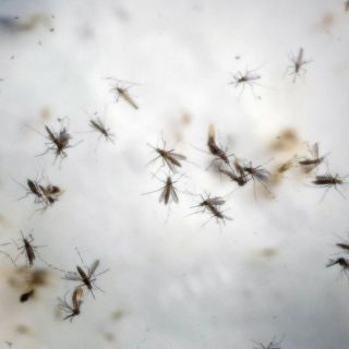 Dengue en México se incrementa cerca del 400 por ciento