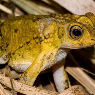 Nace sapo en peligro de extinción por fertilización in vitro