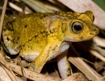 Los intentos de rescatar al sapo concho puertorriqueño se remontan a hace dos décadas, pero es la primera vez que se utiliza fecundación in vitro. ESPECIAL / Jan P. Zegarra, U.S. Fish and Wildlife Service