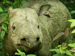 El último macho en Malasia murió en mayo pasado, por lo que con la muerte de este último ejemplar hembra en el país, la población de esta especie se concentra ahora solo en Indonesia. YouTube / Borneo Rhino Alliance