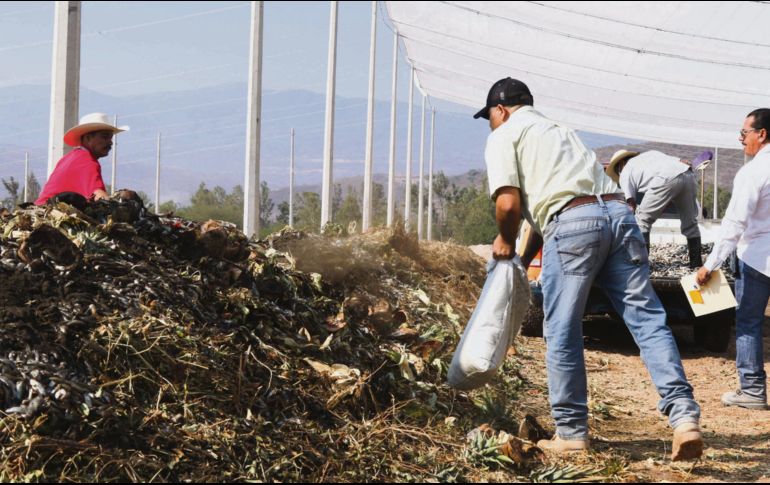 El trabajo de aprovechamiento de residuos en Tlajomulco ha bajado. Actualmente sólo se produce abono para 100 hectáreas, cuando antes se hacía para 500. EL INFORMADOR