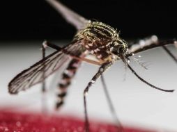 La mayoría de los casos, por contagios en la República Dominicana. EFE / ARCHIVO