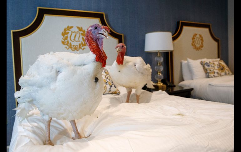 Los animales descansaron su plumaje blanco en una habitación del Willard, a dos cuadras de la Casa Blanca. AP/J. Martin