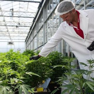 Marihuana ¿puede su consumo realmente provocar otras adicciones más graves?