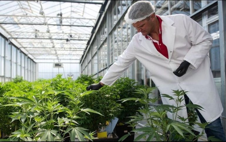 Se puede cultivar cannabis de forma legal en varios estados en Estados Unidos. GETTY IMAGES