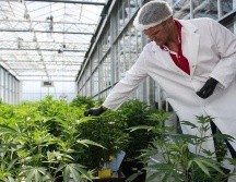 Se puede cultivar cannabis de forma legal en varios estados en Estados Unidos. GETTY IMAGES
