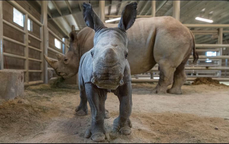Ella es la pequeña rinoceronte, fuerte y sana, reporta el zoológico. AP / K. Bohn