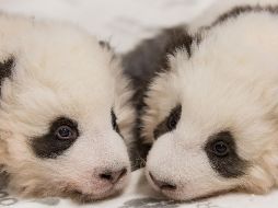 Los cachorros aún no tienen nombre ni se los ha mostrado al público. AFP /