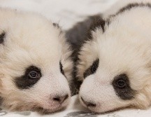 Los cachorros aún no tienen nombre ni se los ha mostrado al público. AFP /