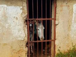 Para que el animal pueda salir de prisión, el dueño debe pagar la multa que le estipula la autoridad comunal. ESPECIAL