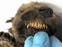 Los científicos todavía deben determinar si el espécimen es un perro o un lobo. AP / S. Fyodorov
