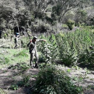 La Sedena detiene a 19 personas y destruye 129 plantíos en noviembre