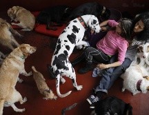 Estos animales han logrado 