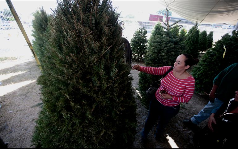 Mientras tanto en la zona metropolitana de Guadalajara los vendedores de árboles de navidad en los tianguis navideños esperan que la temporada de venta culmine hasta el próximo 16 de diciembre. EL INFORMADOR/ ARCHIVO