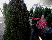 Mientras tanto en la zona metropolitana de Guadalajara los vendedores de árboles de navidad en los tianguis navideños esperan que la temporada de venta culmine hasta el próximo 16 de diciembre. EL INFORMADOR/ ARCHIVO