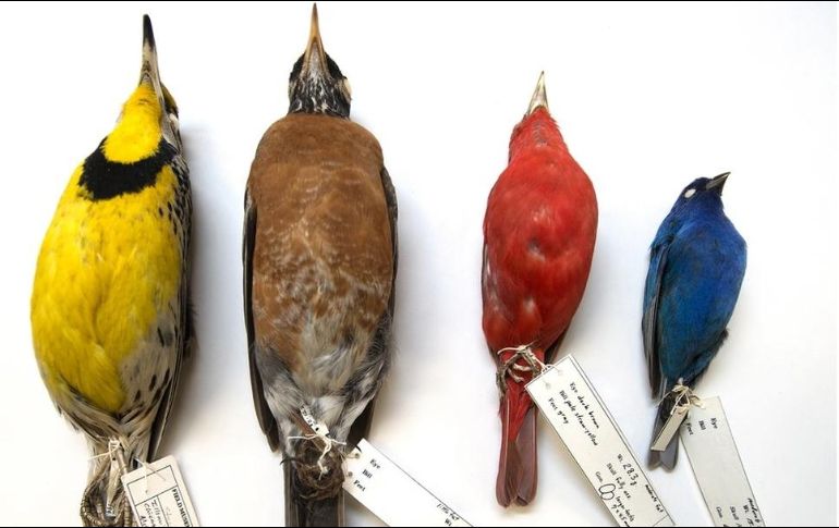 Los investigadores analizaron 70.716 especímenes de 52 especies de aves migratorias. The Field Museum